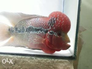 Red Dragon Super Flowerhorn for sell 8 inches And