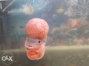 Red Dragon Super Flowerhorn for sell And Price