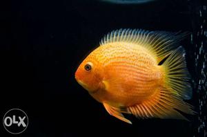 Red Spotted Severum Single piece for sale