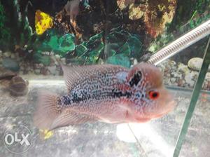 Red magma flowerhorn for selling