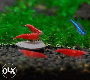 Red shrimps available at low cost ₹30 per pair, ₹120 per