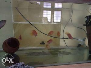 Redparrot fish per pair 430