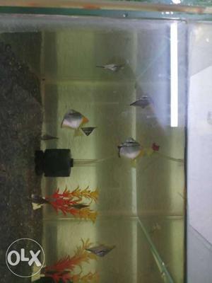 Sea angels fish available lowest price in