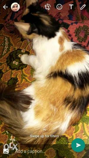 Sell my mix Persian female cat