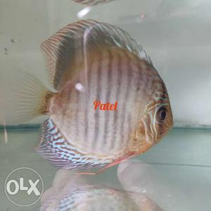 Selling 4 Discus 5 "+ ready to breed Location