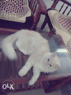 Semi doll white Persian cat, 5 months old for sale