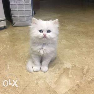 Semi punch face pure white persian kitten for