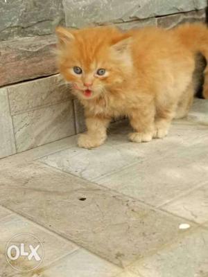 Semi punch female persian kitten only 2and half month old