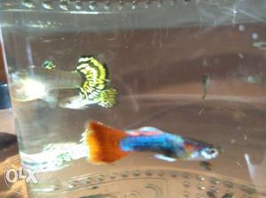 Seven coloured fancy guppies for sale.And also
