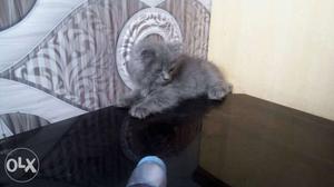 Short-coated Grey Kitten