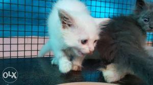 Short-coated White And Gray Kittens