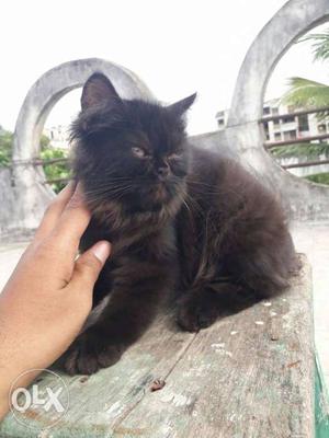 Short-fur Black Cat