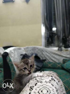 Short-fur Brown Tabby Kitten