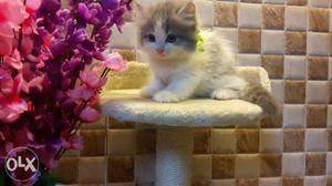 Short-furred White And Gray Tabby Kitten