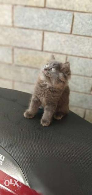 Short-haired Gray Kitten