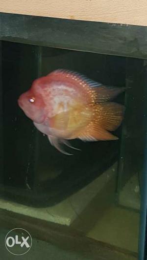 Shortbody flowerhorn fish very active playfull fish size