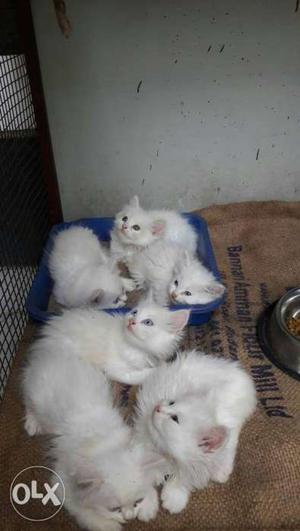 Six White Persian Kittens