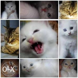 Six mix kittens in cheap rate