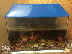 Size- 2Ft x 1.25 Ft. 1.5 months old. Inclusions: 5 Fishes
