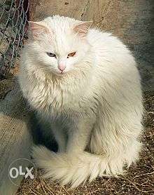Sweet and orginal breed of Turkish Van kitten availalable