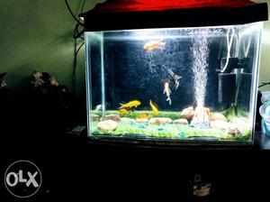 The price of aquarium is not fixed it can be low