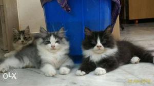 Three Black, White, And Grey Kittens