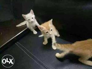 Three Brown And White Tabby Kittens