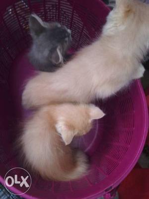 Three Gray And Orange Short-furred Kittens