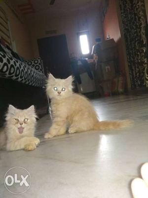 Tow cats male 3mounths age genuine people msg me