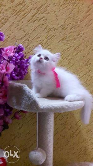 Traind persian cats kitten sale.all lovely colors