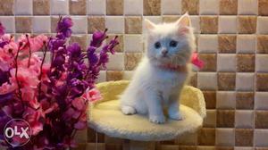 Traind persian cats kitten sale beautiful colors
