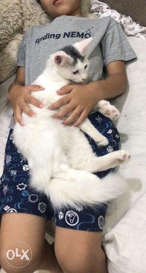 Turkish van and Persian mix breed 4 month
