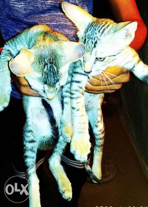 Two Gray Tabby Kitten
