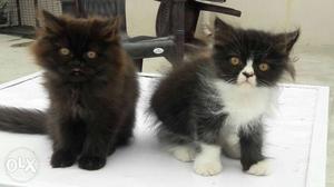Two Long-coated Black Kittens