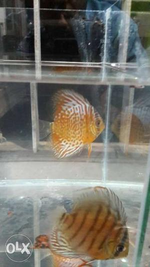Two breeding pair discus fishes