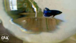 Two female Betta fish and two bowl. fyved rate.