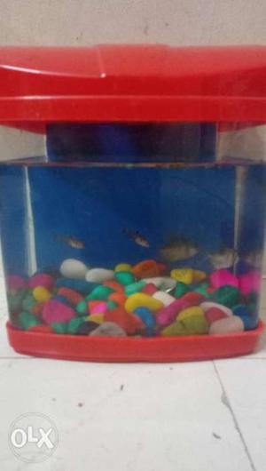 Two fish tanks for sale with 5 fishes and pump