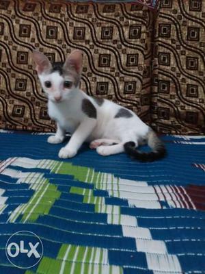 Two month old female kitten for adoption.