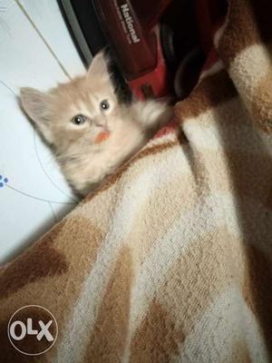 Urgent for sale persion brown cat