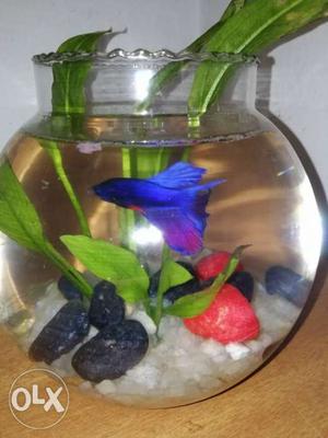 Violet and rose Betta fish