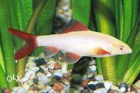 White And Brown Pet Fish