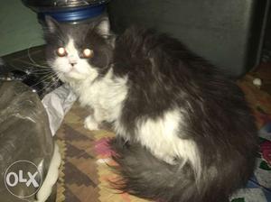 White And Grey Cat male 1.5 yrs old