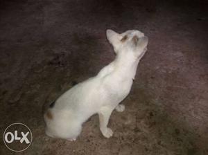 White Cat In Chendamangalam