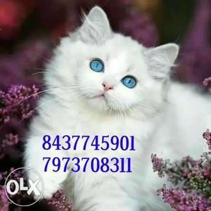 White Persian Cat With Text Overlay