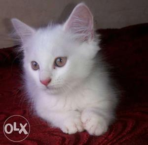 White colour pure pertion cat 2 month potty train