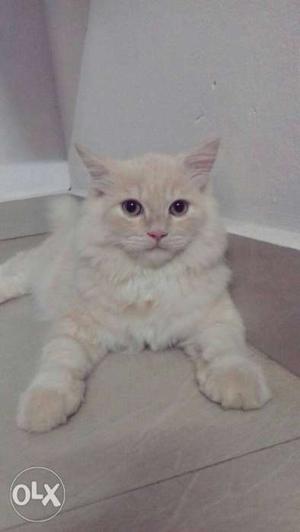 White creamy Persian semi doll cat, 6 months for