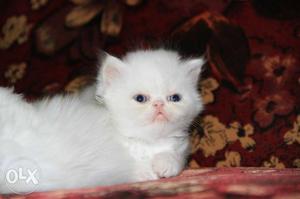 White full punch Persian kitten,very