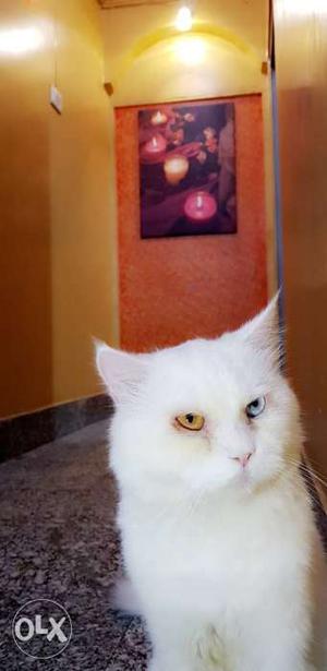 White male persian cat 3yrs old Odd eyes urgent