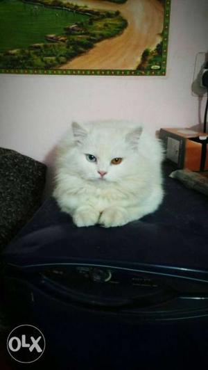 White persian cat not for sale only for matting