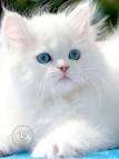 White with blue eyes Persian male cat 14 month